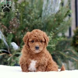 Faith, Mini Goldendoodle Puppy